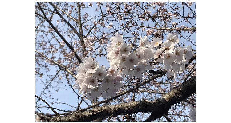 桜