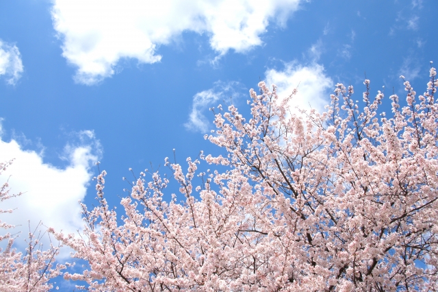 桜と空