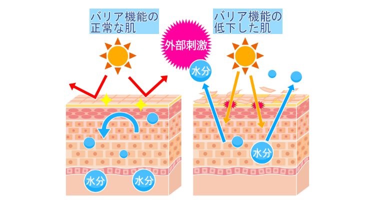 バリア機能